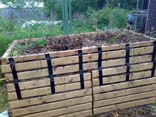 Chicken manure for fertilizing cucumbers in a greenhouse