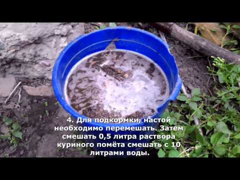 Chicken manure for fertilizing cucumbers in a greenhouse