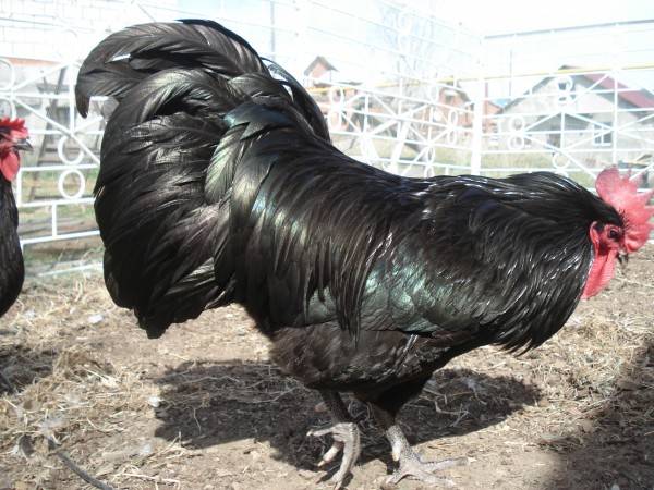 Chickens Australorp: photo and description