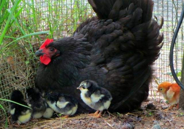 Chickens Australorp: photo and description