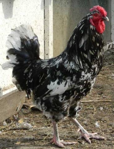 Chickens Australorp: photo and description