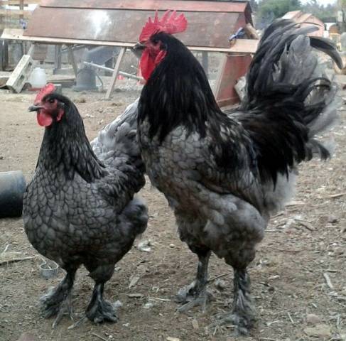 Chickens Australorp: photo and description