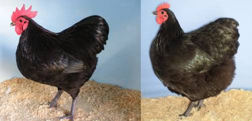 Chickens Australorp: photo and description