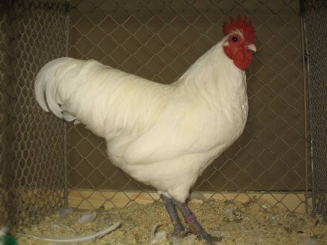 Chickens Australorp: photo and description