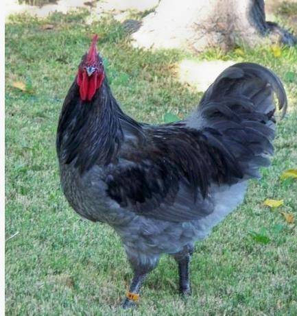 Chickens Australorp: photo and description