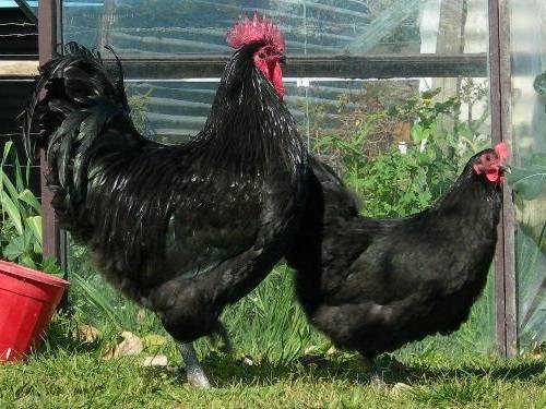 Chickens Australorp: photo and description