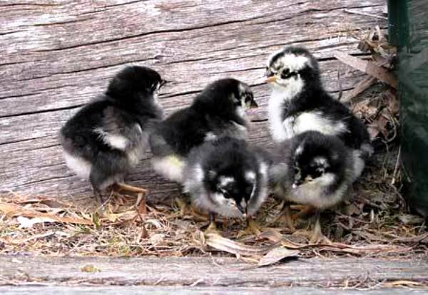 Chickens Australorp: photo and description