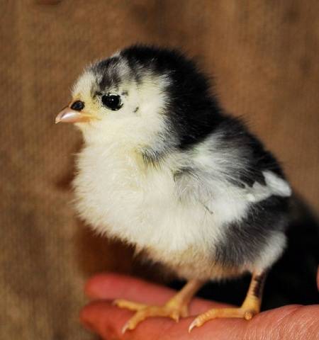 Chickens Australorp: photo and description