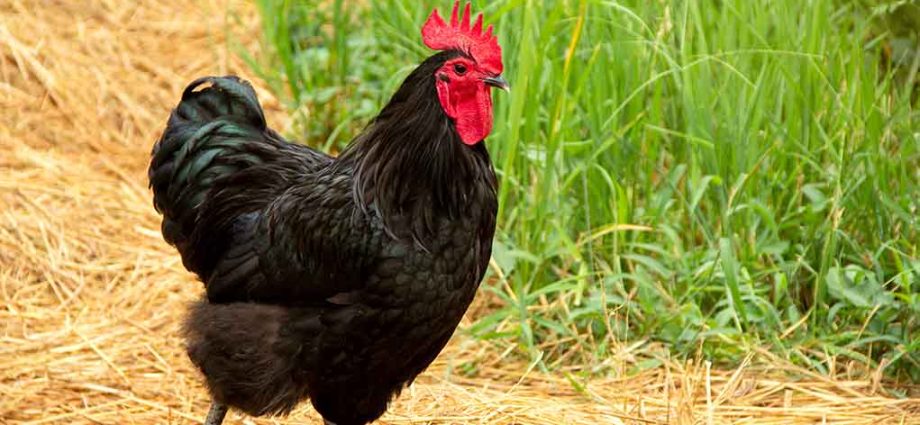 Chickens Australorp: photo and description