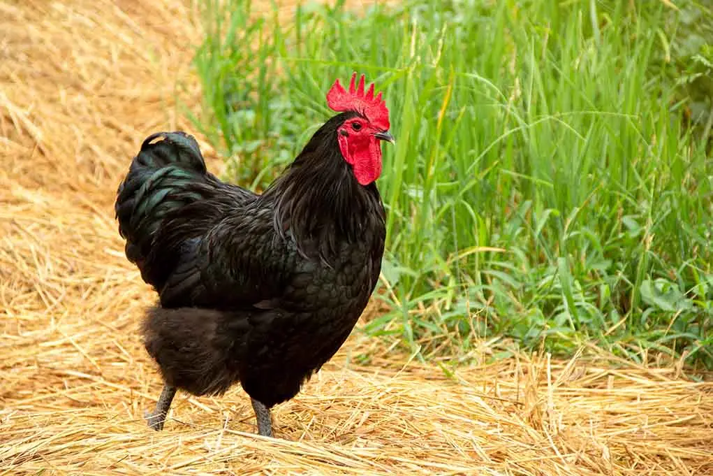 Chickens Australorp: photo and description