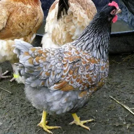 Chickens Barnevelder: description, characteristics