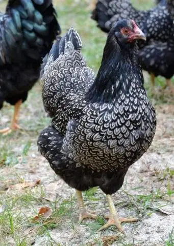 Chickens Barnevelder: description, characteristics