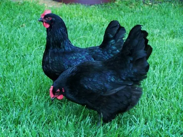 Chickens Barnevelder: description, characteristics