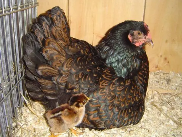 Chickens Barnevelder: description, characteristics