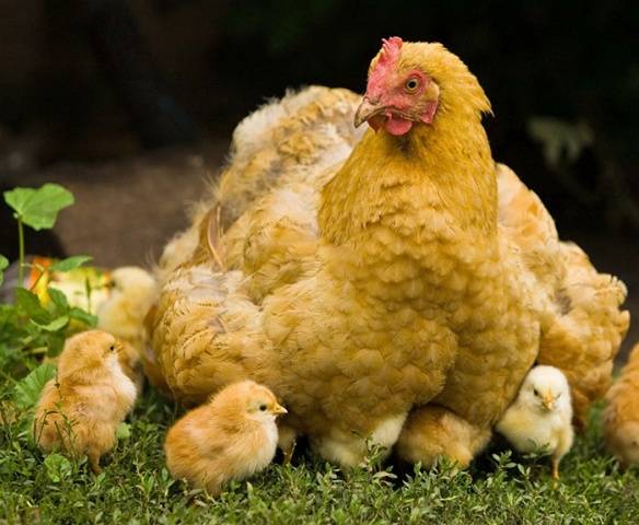 Chickens: breeding, maintenance and care at home 