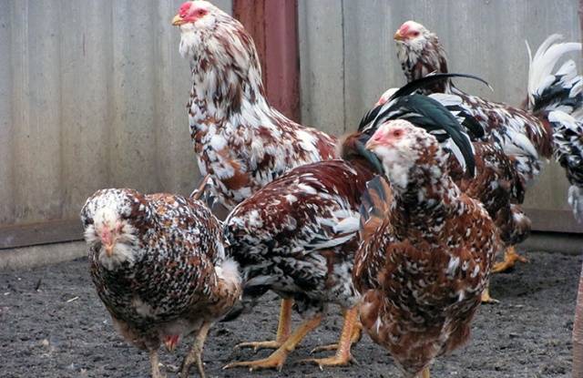 Chickens: breeding, maintenance and care at home 