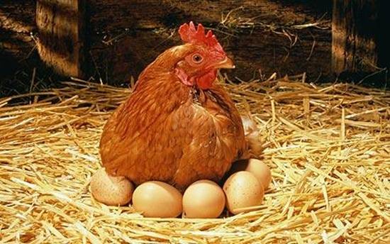 Chickens: breeding, maintenance and care at home 