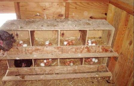 Chickens: breeding, maintenance and care at home 