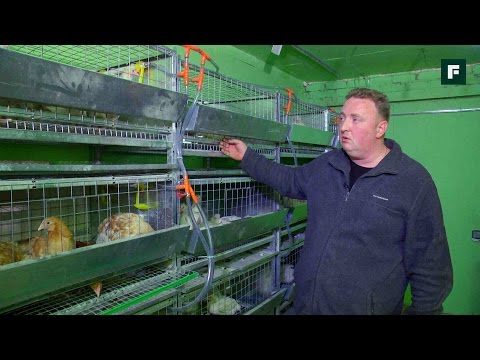 Chickens: breeding, maintenance and care at home 