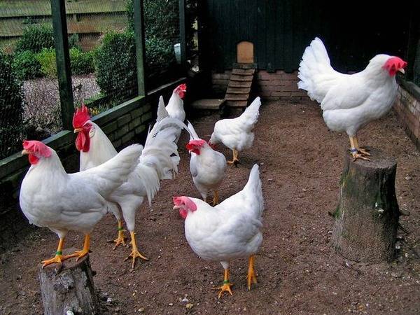 Chickens: breeding, maintenance and care at home 