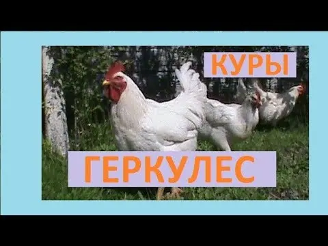 Chickens Hercules: characteristic + photo