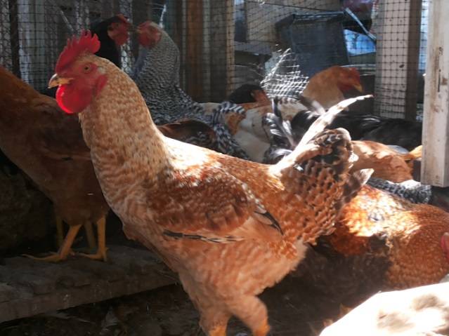 Chickens Hercules: characteristic + photo