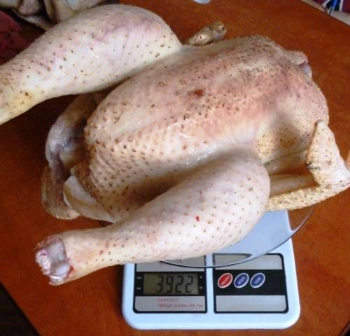 Chickens Hungarian giants: description, photos, reviews