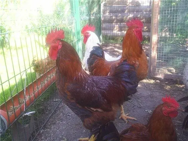 Chickens Hungarian giants: description, photos, reviews