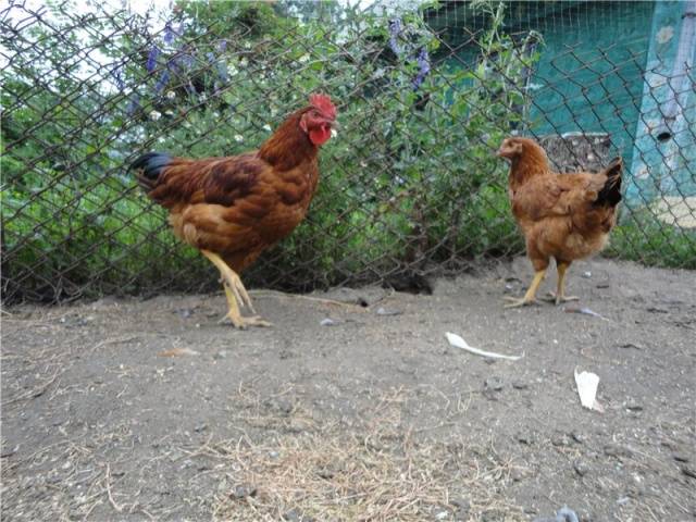 Chickens Hungarian giants: description, photos, reviews