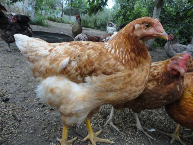 Chickens Hungarian giants: description, photos, reviews