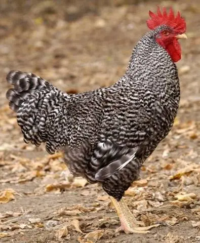 Chickens Hungarian giants: description, photos, reviews