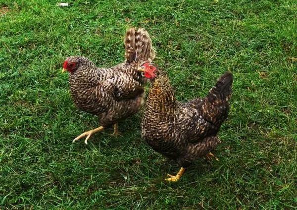 Chickens Hungarian giants: description, photos, reviews