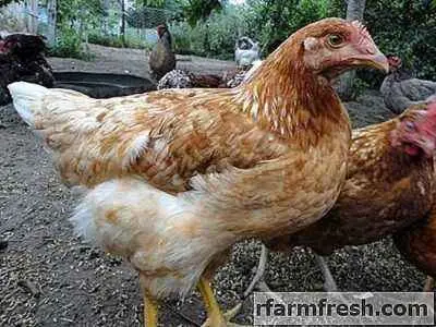 Chickens Hungarian giants: description, photos, reviews