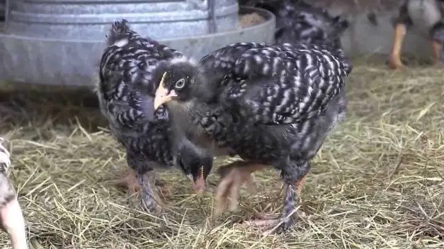 Chickens Mechelen cuckoo: photo and description