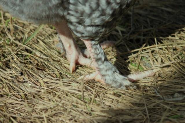 Chickens Mechelen cuckoo: photo and description