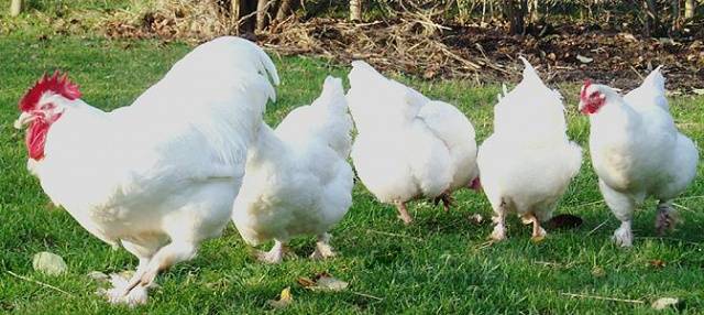 Chickens Mechelen cuckoo: photo and description