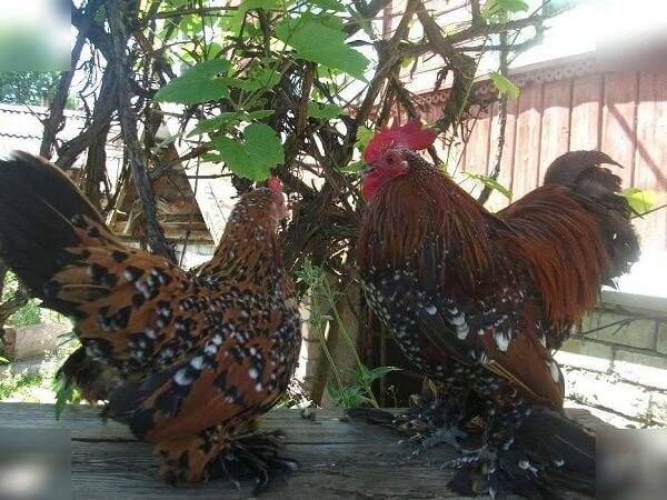 Chickens Millfleur: photo and description