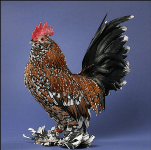 Chickens Millfleur: photo and description