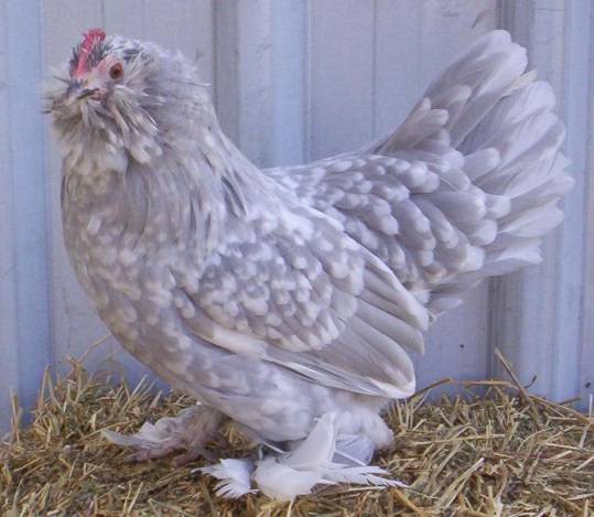 Chickens Millfleur: photo and description