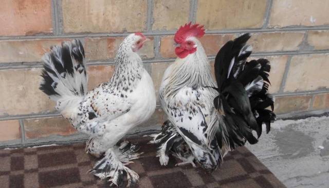 Chickens Millfleur: photo and description