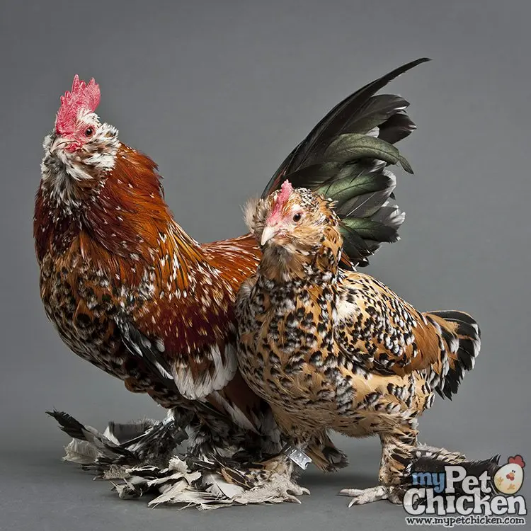 Chickens Millfleur: photo and description