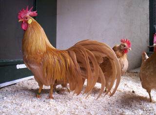 Chickens of egg breeds - which is better