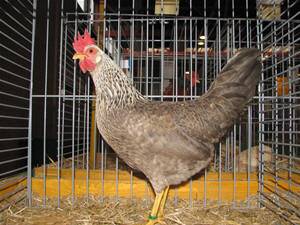 Chickens of egg breeds - which is better