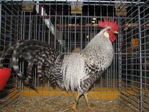 Chickens of egg breeds - which is better