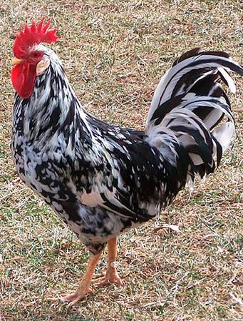 Chickens of egg breeds - which is better