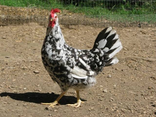 Chickens of egg breeds - which is better