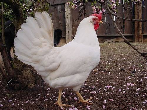 Chickens of egg breeds - which is better