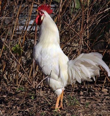 Chickens of egg breeds - which is better