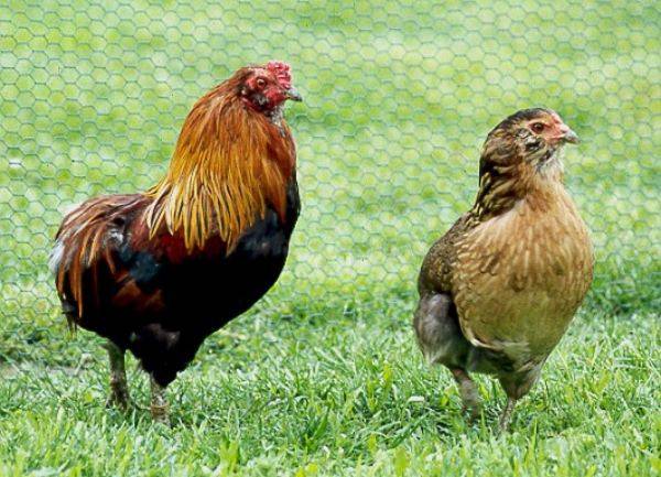 Chickens of egg breeds - which is better