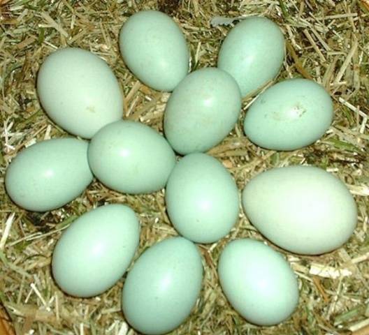 Chickens of egg breeds &#8211; which is better